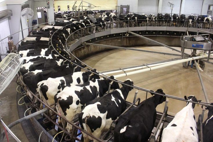 دامداری های صنعتی